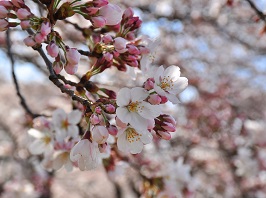 写真：桜