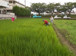 写真：市内田んぼ視察