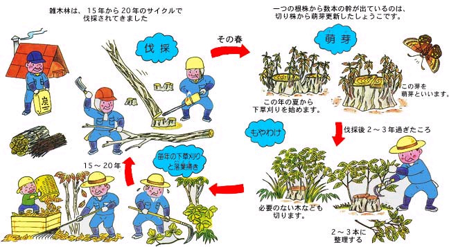 画像：萌芽更新の説明図