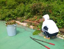 写真：落ち葉やごみを片付けている様子